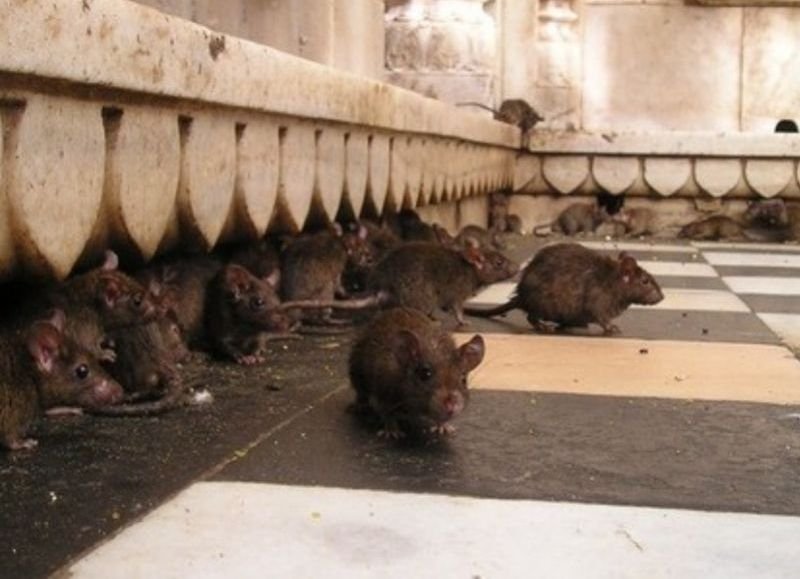 mmrrbb12's tweet photo. @Noui_12 Francia literal tiene más ratas que gente en París JAJAJAJA Se estima que hay millones de roedores, superando incluso la cifra de habitantes humanos. https://t.co/2tXm2Lqnm7