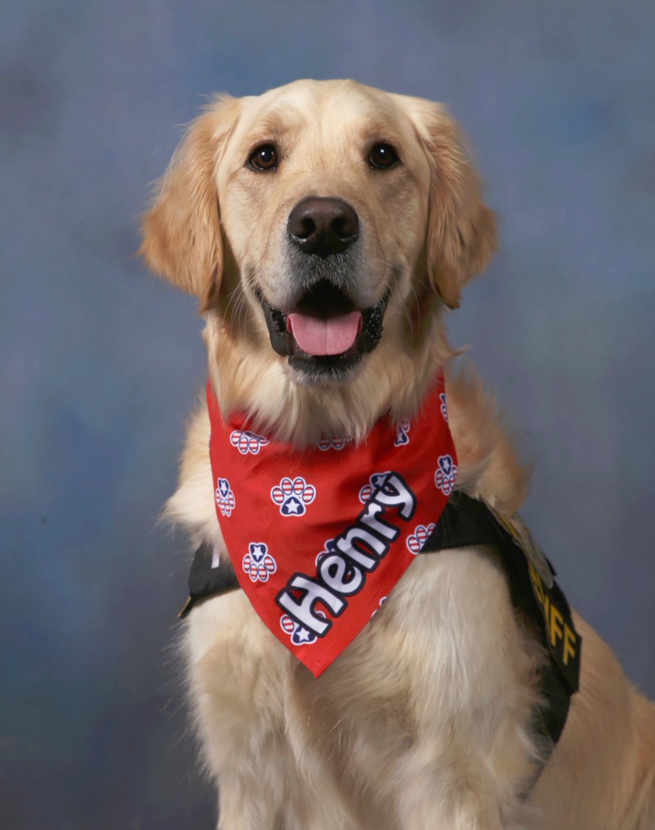 Henry the Wonderdog tweet media