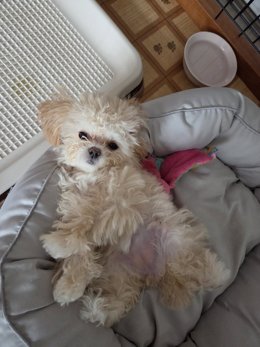 datekaho's tweet photo. @tailTRPG429 見て、中断されて不服そうなうちの犬(突然の自慢) https://t.co/3ccOt4q021
