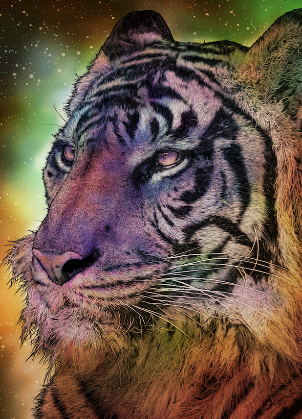 riverkg17's tweet photo. べンガルトラを描きました。#ペン画イラスト #イラストレーションアート #動物画 #動物画家 #チーター #野生動物 #動物園 #トラ　#虎　#タイガーアンドバニー https://t.co/9EPn4vq7Xq