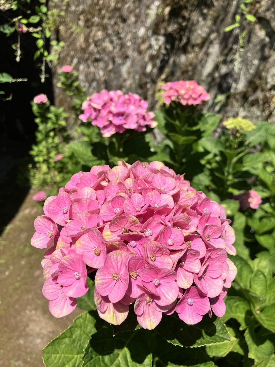shirasuke's tweet photo. 今日も暑くなってきました

紫陽花のお花たちも、ひと雨ほしいと雨乞いしてそう^_^

#紫陽花 #限定御朱印 #長野市 https://t.co/wg5cj97WRm