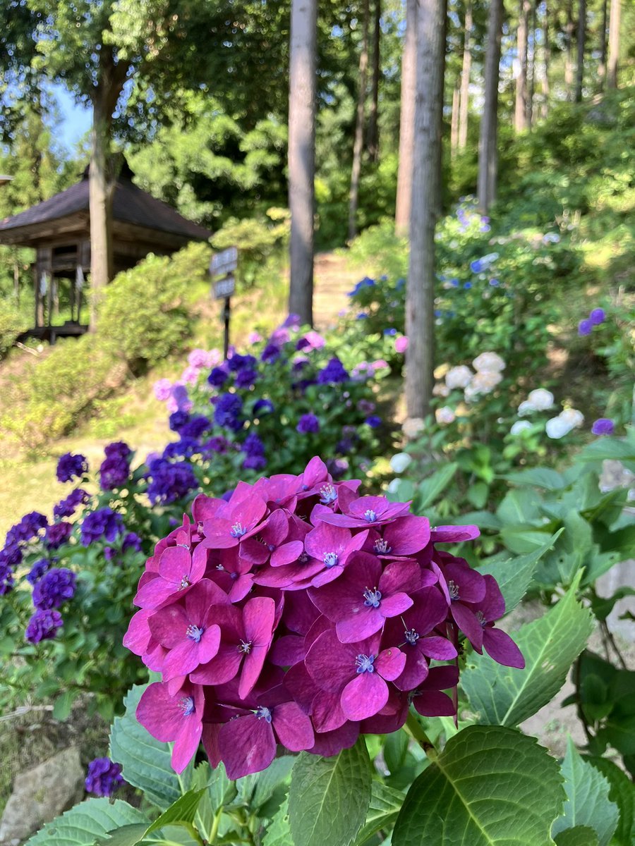 shirasuke's tweet photo. 今日も暑くなってきました

紫陽花のお花たちも、ひと雨ほしいと雨乞いしてそう^_^

#紫陽花 #限定御朱印 #長野市 https://t.co/wg5cj97WRm