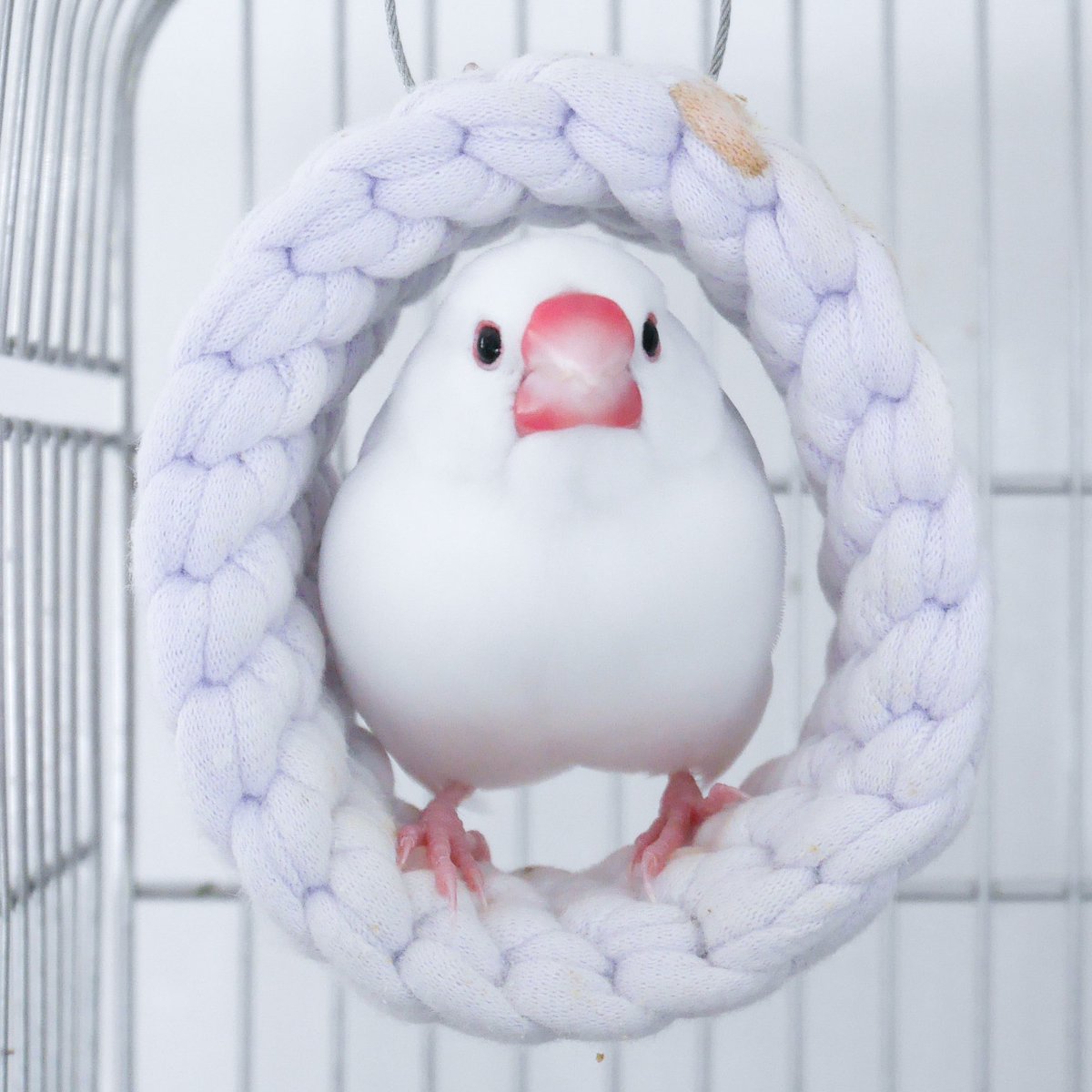 buncho_days's tweet photo. 文鳥がすごくかわいく見える角度の時、ないですか？
いえいつもかわいいんですけど、さらにかわいいと言うか…

親バカすみません、このお顔が大好きです(・8・)
・
・
#文鳥 https://t.co/14OZN462Ly