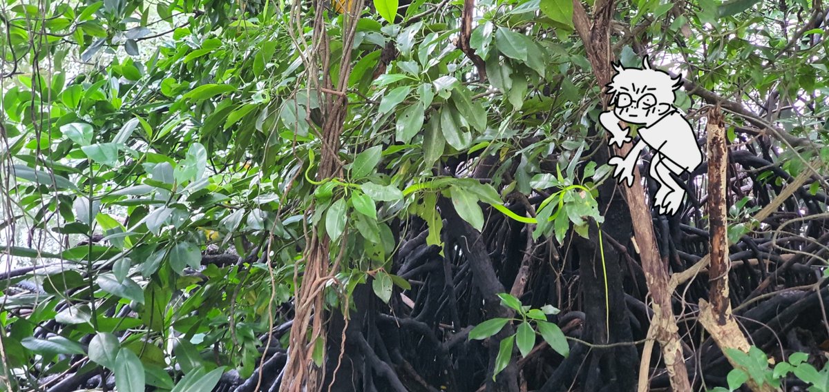 grvyrdcookies's tweet photo. He's in the jungle looking at a tree snake https://t.co/GwRrlU2d8v