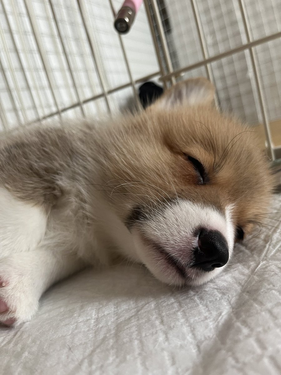 コーギースタイル【公式】 (@corgistyle_2002) / Posts / X