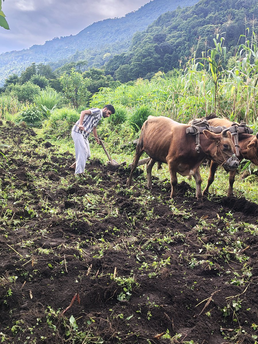 selfdineshshar1's tweet photo. #sikkim #villagevibe #monsoon #rainbowknpfanart #mbappé #GranHermanoGeneraciónDorada #जय_माता_दी #Ασπροπυργος https://t.co/P001g2qI4l