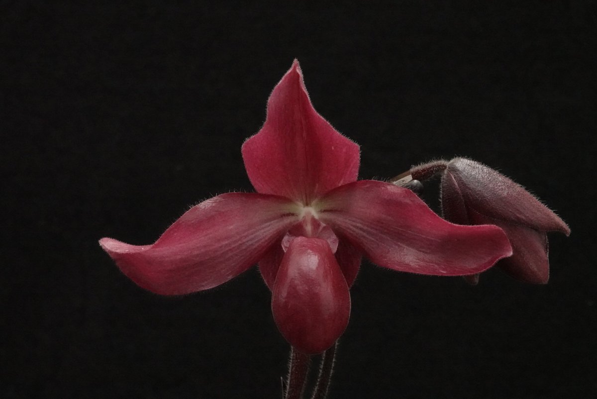 oikawa_orchids's tweet photo. ヤフオクに出品させていただきました。 終了日時は7/12(日)の21時台です。送料全国一律1000円セール! 開催中です。皆様のご入札をお待ちしております。よろしくお願いいたします。
https://t.co/UJOa9MMQym
#及川洋蘭園 #パフィオ #Paph #地生蘭 #洋蘭 https://t.co/aufWlwkzNU