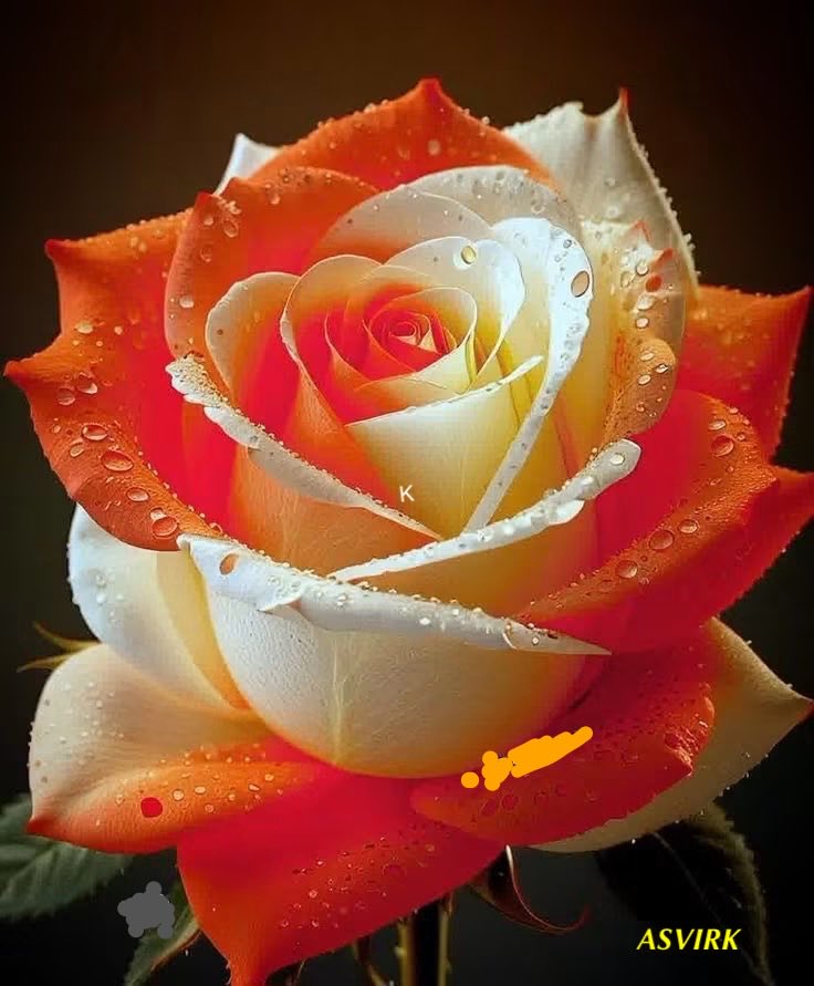 AjitVirk's tweet photo. Good morning 💕🌹 https://t.co/FrL5DDW6oo