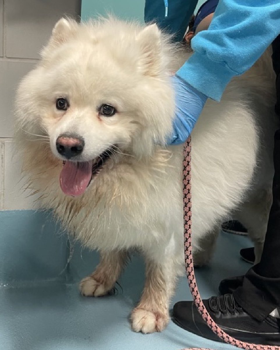 Quinnqueens's tweet photo. Snow Cone
#258605 Listed TBK 7/11/26
5 yr male at Queens ACC

Isn’t he a giant fluff ball, so handsome?! Shelter says he’s overweight (85.2 pounds) and has dermatitis. He has only been at ACC for 10 days & already listed. He pancakes on his leash and doesn’t like the pressure from them . Many don’t like leashes, personally, I always use a harness for mine.🐾 Help this cutie patootie get the love and care he deserves.♥️ Kids 13+

✔️Foster in the Northeast 
✔️Rescue Only 🛟
✔️#Pledge4Rescue
https://t.co/qVFrIXOUbR