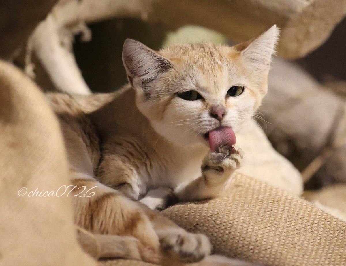 chica0726-cats&animals (@cats_chica0726) / Posts / X