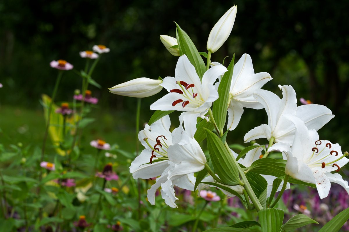 Flower_fu's tweet photo. 【南入口】
#オリエンタルリリー　カサブランカ
ピンク色はウェーブライダー
暑い中ですが、がんばって咲いています。
この暑さ、見ごろはあっという間に過ぎそうです(;^ω^)
〈企画誘客課F〉
#兵庫県立フラワーセンター
#南入口
#HyogoPrefecturalFlowerCenter https://t.co/nGPWT1jltL