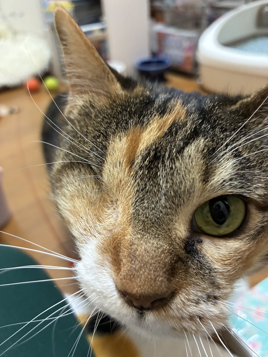 ママ！帰ってきたでしゅね。もうどこへも行ってはダメでしゅ。