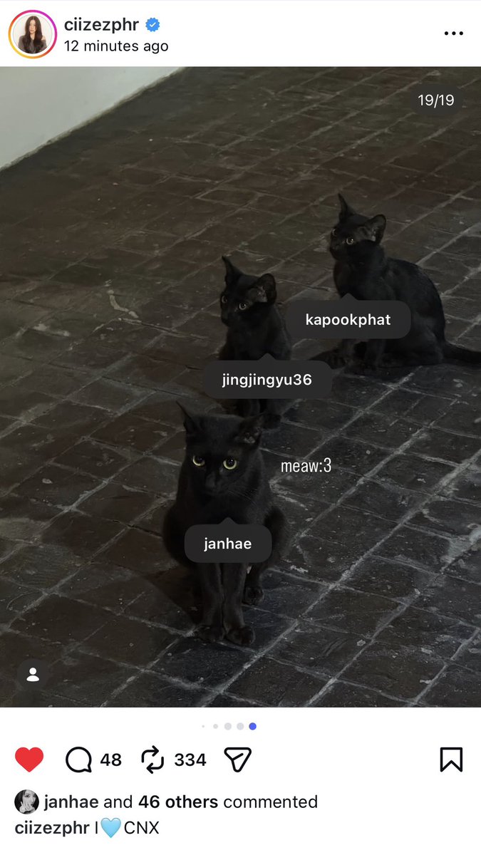 janurfavor's tweet photo. สิ่งนี้น่ารักมาก แก๊งเหมียวลมชว🐈‍⬛🐈‍⬛🐈‍⬛ https://t.co/asMOAGAGiB