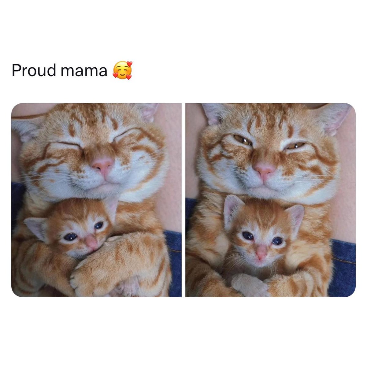 PunchingCat's tweet photo. https://t.co/pcUBBtkk6Z