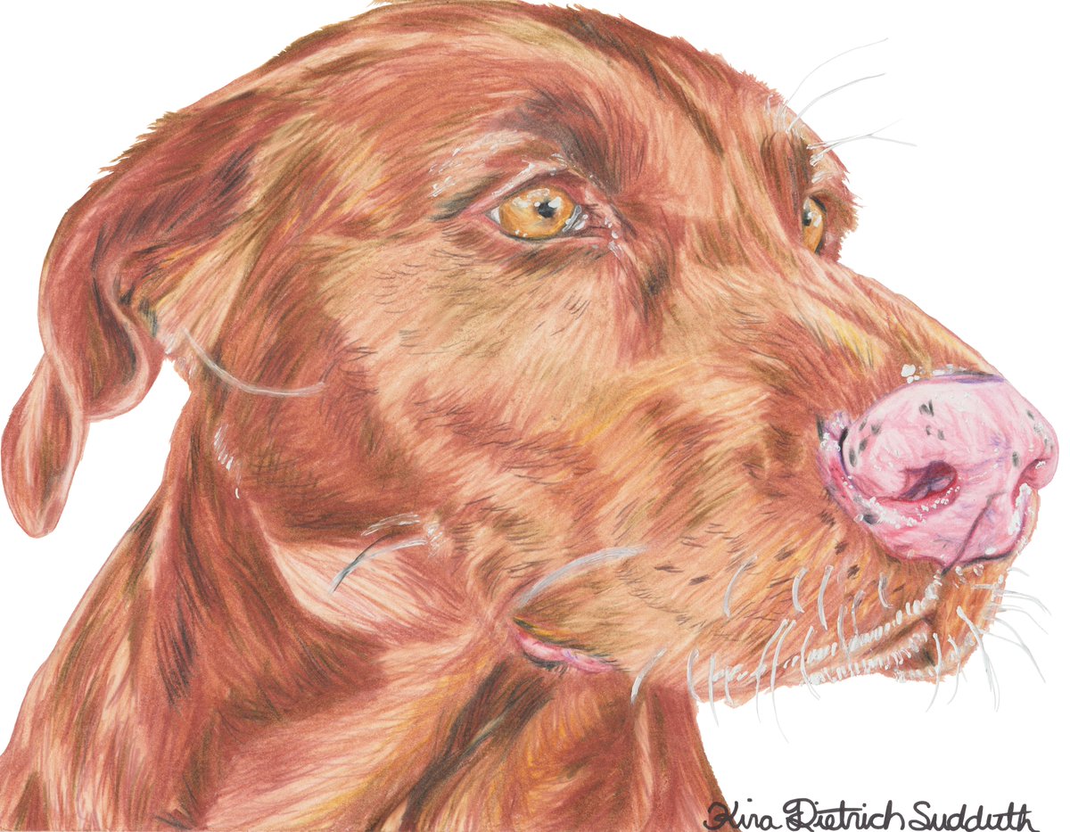 ninjificus's tweet photo. A few of the dog commissions I have done for a change.  Mostly Prismacolor pencil. https://t.co/TSBmD6zMKP