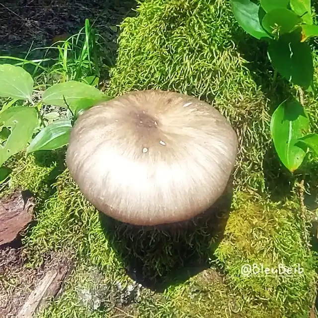 BleuBeib's tweet photo. 🍄 Beautiful #mushrooms #fungi #fungus https://t.co/DdSjpYWan7
