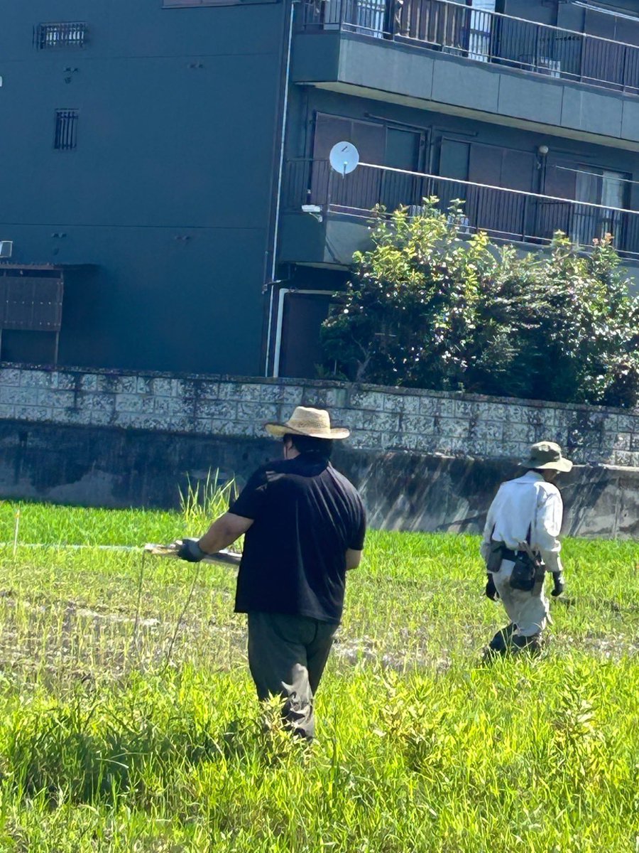 hezuruy's tweet photo. 苗を盗む訳ないだろうが。
農家さんによって作業は様々だわ。
7月でも農作業するわ。
現在シバティーの大量デマ拡散により多大なる被害が発生しています。 https://t.co/C09XEDWBpM
