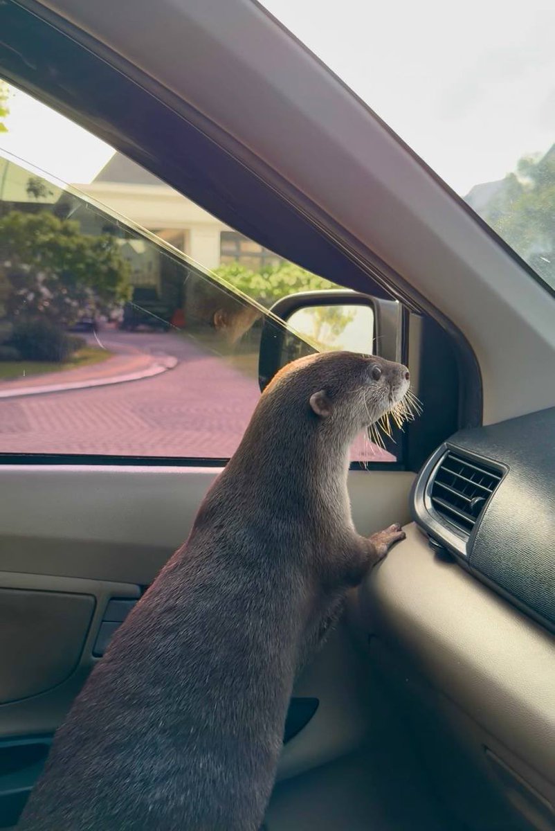 RealDegenOtter's tweet photo. We have one onboarding video + one video for the community dropping today 🦦 https://t.co/ATPiR0C5x4