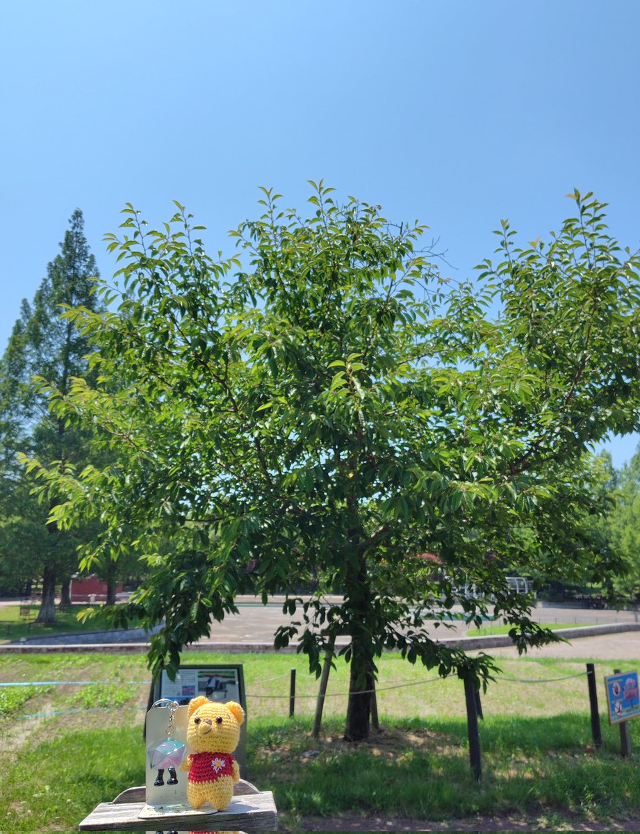 moriko33's tweet photo. 本日の #ゆづ桜 7/10
うちの #かくちゃん も届いたので、さっそくプーと一緒に七北田公園へ。記念撮影に丁度いい台がありました😂
仙台現在29℃で暑いです🫠
羽生くんはどうぞ涼しい所で活動してくださいね🧊
今からかくちゃんに七北田公園を紹介して回ります
かくちゃん、これがゆづ桜🌸だよ〜！🌳 https://t.co/hgV5eVsRlx