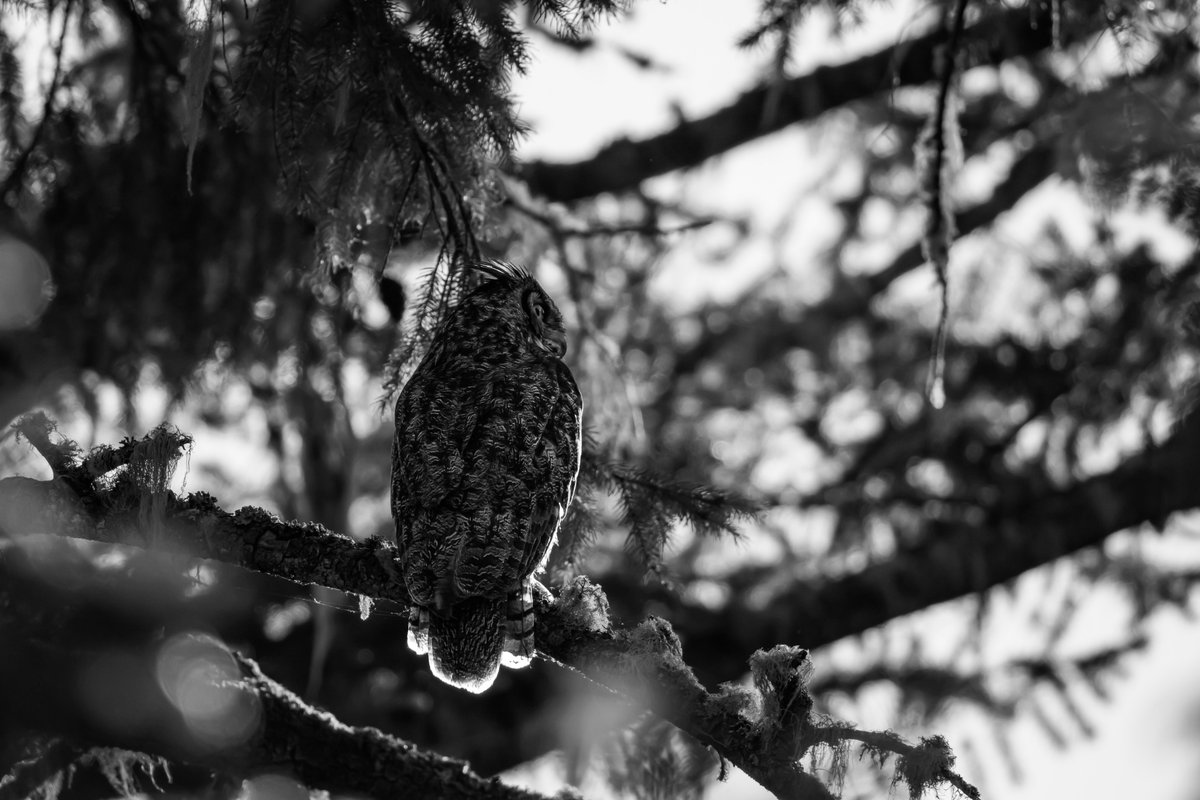 SceneKidSanta's tweet photo. killing yourself is easy
wildlife photography is hard https://t.co/olfyFrlOnY