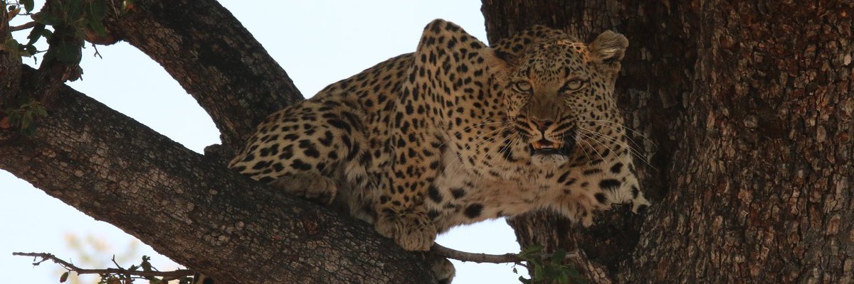AmericaFerrar1's tweet photo. @Mar4206Marnell @GOP__Ls Funny for you to have a leopard as your background.
Because it's eating your face. https://t.co/5owGVgIIyS