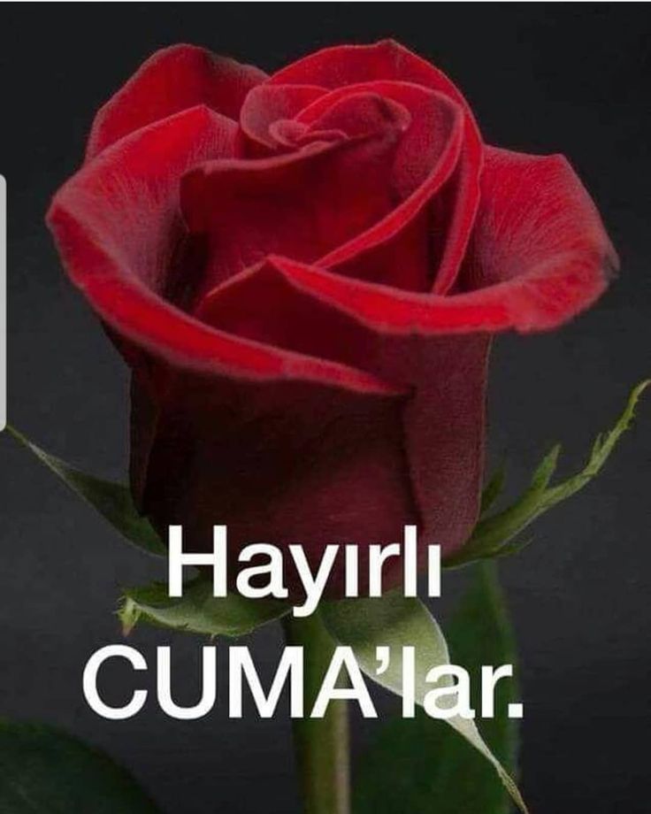 hakan_42_42_'s tweet photo. Günaydın güzel insanlar gününüz
Güzel kazancınız bereketli olsun
Sağlık huzur mutluluk ve neşe dolu
Bir CUMA günü dilerim herşey
Gönlünüzce olsun sağlıcakla kalın
Selam sevgi ve saygılar dostlarıma

Evinizde huzur
Sofranızda bereket
Kalbinizde sevgi
Eksik olmasın

😊🙋🏻‍♂️🇹🇷☕️🤲 https://t.co/zM1SpVzWTP
