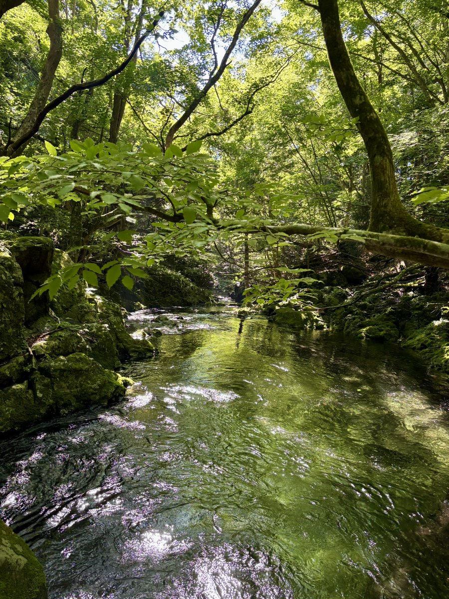 tencho_last1997's tweet photo. 今シーズン初の渓流へ🎣
木が覆い被さる上流域で山岳渓流のヤマメ狙い🐟
#exts44ul
#exts464ul
#ウェットウェーディング
#extreme_山女魚ネット
#awayco40s https://t.co/NGIMvIrsoc