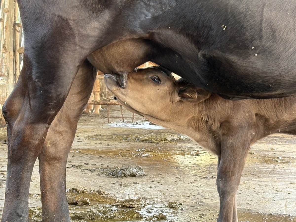 KumamotoP_ARC's tweet photo. 畜産研究所では、肉用牛の褐毛和種や黒毛和種を飼養しています。6月下旬に黒毛和種の１頭が４産目の雄子牛を出産！約1年ぶりに職員が分娩に立ち会い、午前9時の破水から15分後、無事に誕生しました。体重は37kgで日々順調に成長中です。今後は健全な育成に向けて、飼料給与試験を行っていく予定です。 https://t.co/XSYjQN0eii