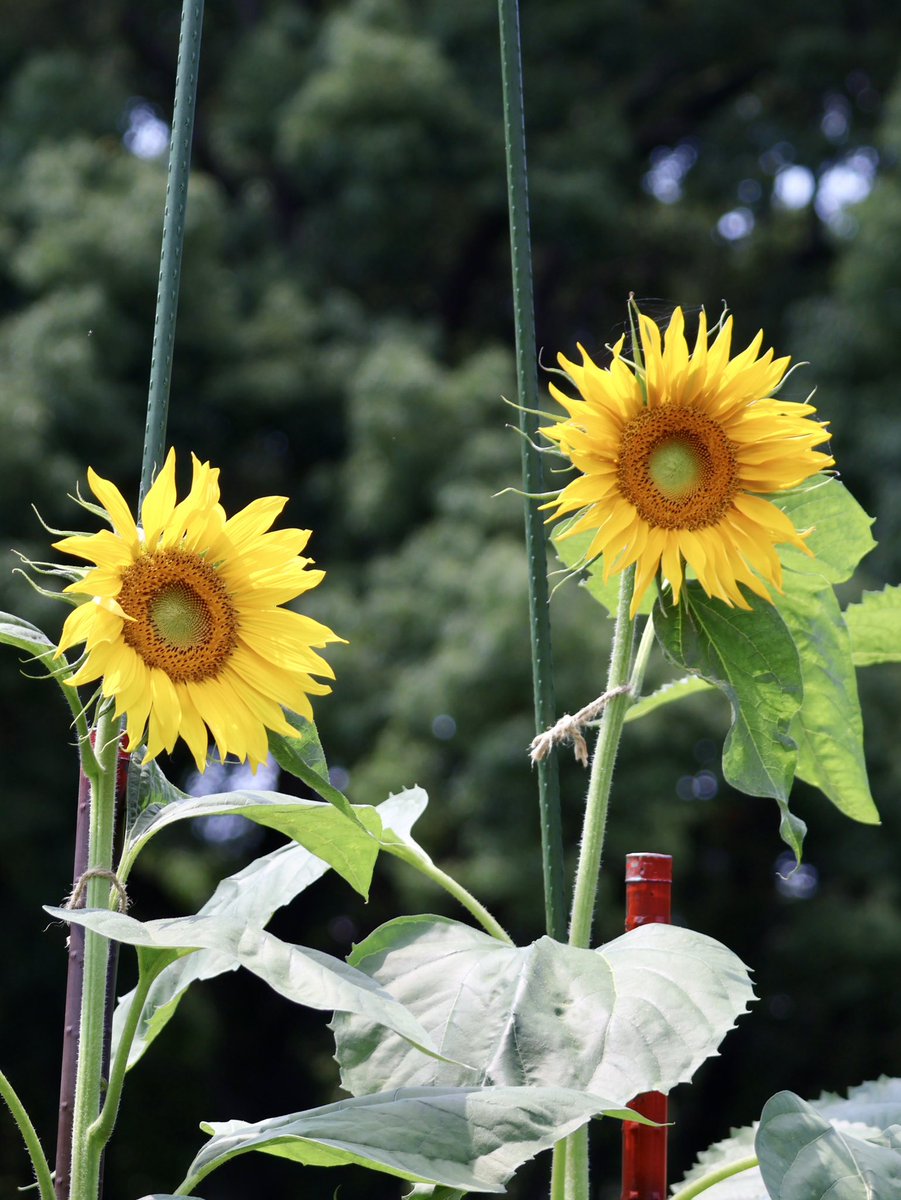 y_hin_'s tweet photo. なかなか見かけなくなった背の高〜いひまわり🌻☀️🌻学校の花壇には植っているかな
#京都府立植物園 https://t.co/g3OAlYGkwO