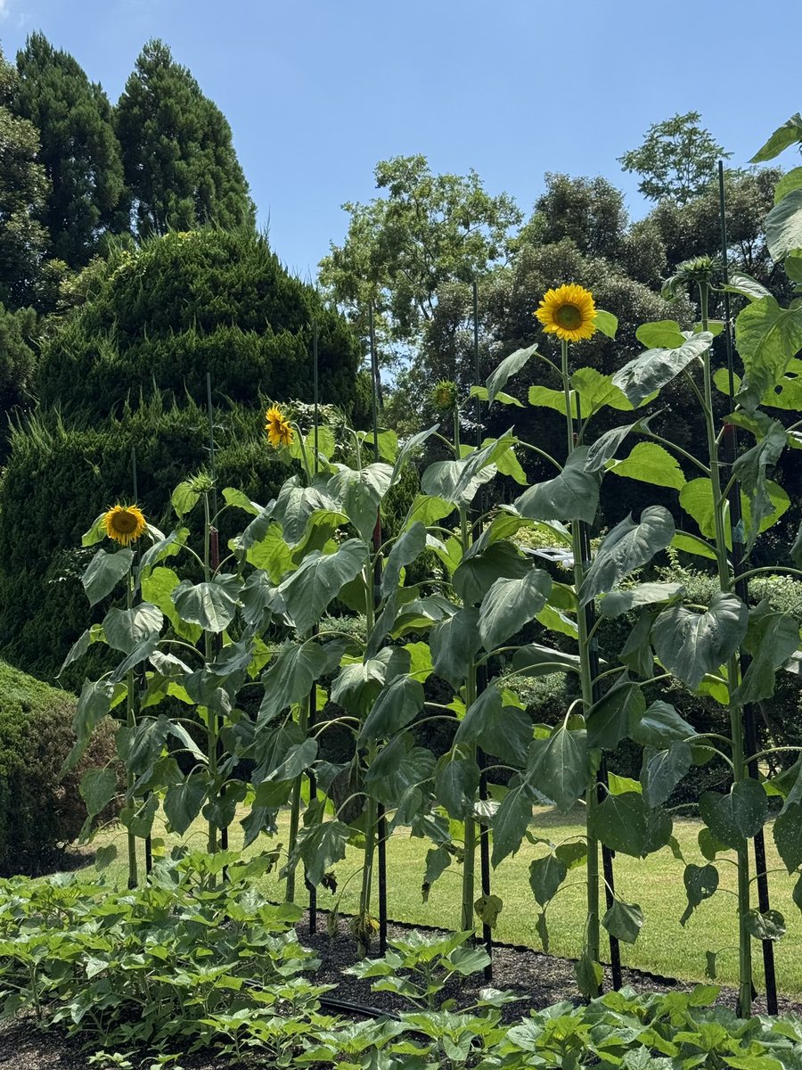 y_hin_'s tweet photo. なかなか見かけなくなった背の高〜いひまわり🌻☀️🌻学校の花壇には植っているかな
#京都府立植物園 https://t.co/g3OAlYGkwO