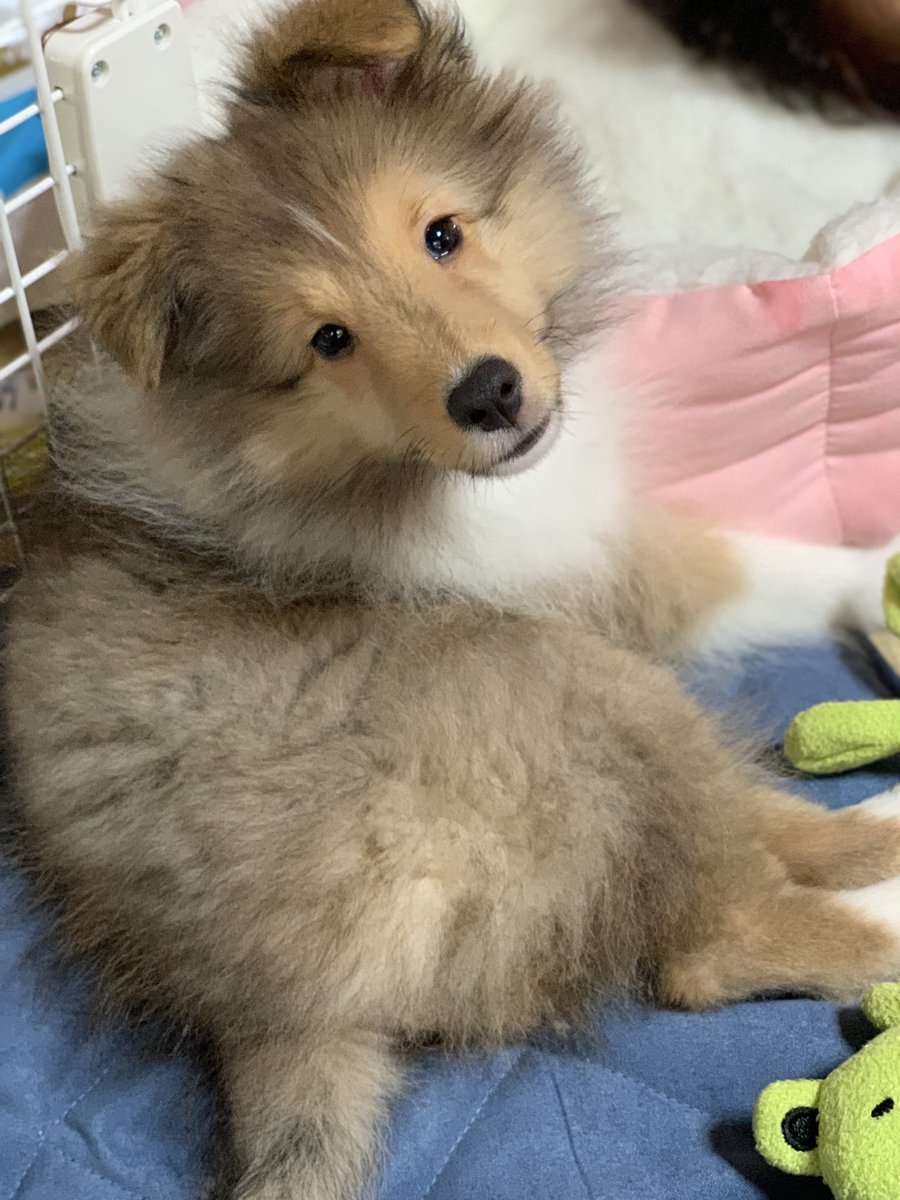 wankosuky's tweet photo. 7月は、お嬢様とお犬様がお家にきた記念月��記念日当日にお祝いできなかったから、週末にお祝いだ！ https://t.co/C6BKPyNGVU
