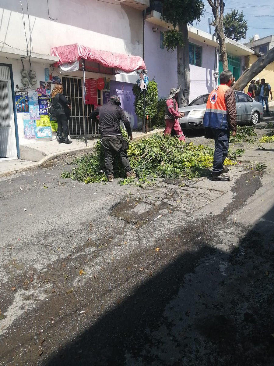 ALEIDAALAVEZ's tweet photo. Protección Civil, la Dirección de Áreas Verdes y personal de la territorial Quetzalcóatl atendieron la caída de un árbol en la colonia El Manto.

Como parte de las labores, el personal acordonó la zona, realizó el seccionamiento y retiro del árbol para eliminar riesgos, además de liberar la vialidad y garantizar la seguridad de quienes transitan por el lugar.