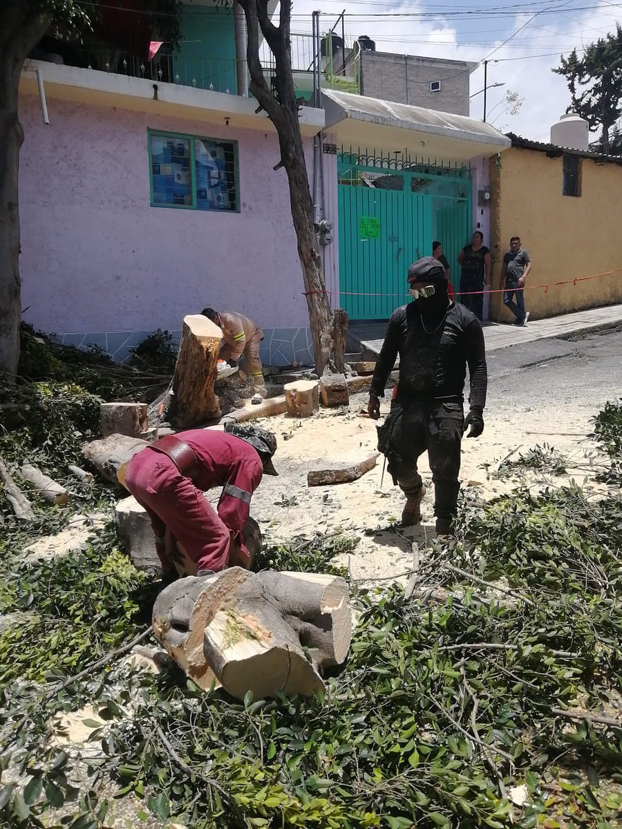 ALEIDAALAVEZ's tweet photo. Protección Civil, la Dirección de Áreas Verdes y personal de la territorial Quetzalcóatl atendieron la caída de un árbol en la colonia El Manto.

Como parte de las labores, el personal acordonó la zona, realizó el seccionamiento y retiro del árbol para eliminar riesgos, además de liberar la vialidad y garantizar la seguridad de quienes transitan por el lugar.