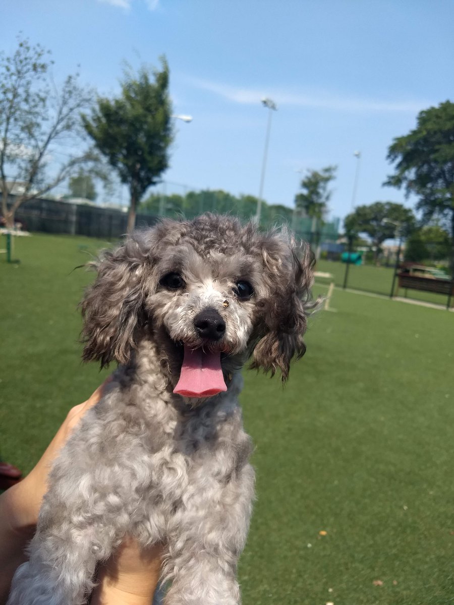 MrYangStock's tweet photo. #dogs Today I learned that dogs can't eat properly when grieving the loss of a close friend. That touches my heart that they can feel and connect on such a deep level. And it makes me want to appreciate my guy even more. Dogs are awesome. https://t.co/p2XcHteNSO