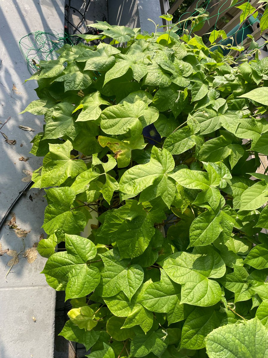 clear_wt's tweet photo. 今朝のベランダ園芸

葉っ���に埋もれて初アサガオ咲いてた https://t.co/m2ilii2eKH