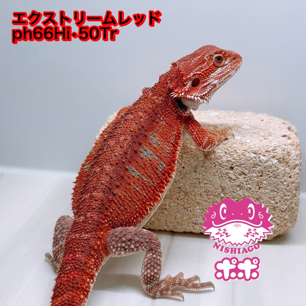 ポポのケージ (@poponocage) / Posts / X