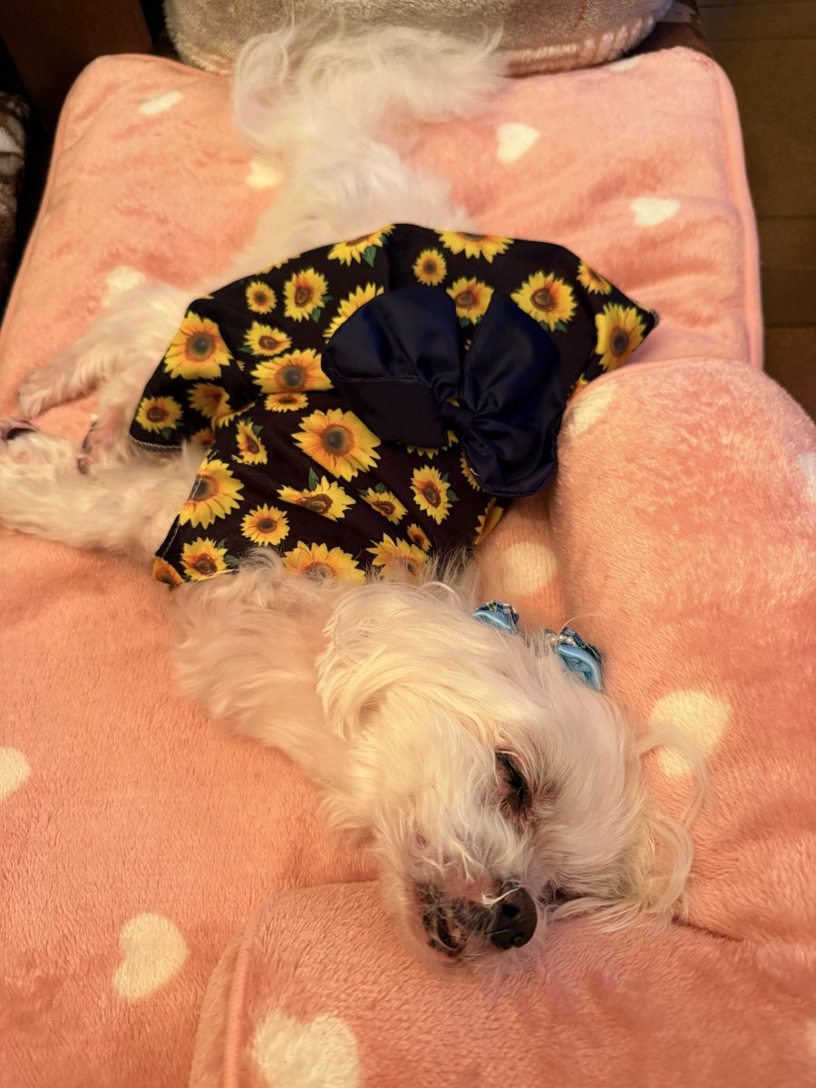 thhjpsm's tweet photo. ちぃちゃんが1人でお空に遊びに行って1年2ヶ月が過ぎたけどミウはゆっくりマイペースに頑張ってるよ🥹もう15歳と5ヶ月になったよ🥹時々ちぃちゃんの事探してる姿を見ると泣けちゃうけど😭お姉ちゃんは一生ちぃちゃんを思って泣くんだろうな…早く生まれ変わってきてね🥲 https://t.co/u6bZQsMKGD