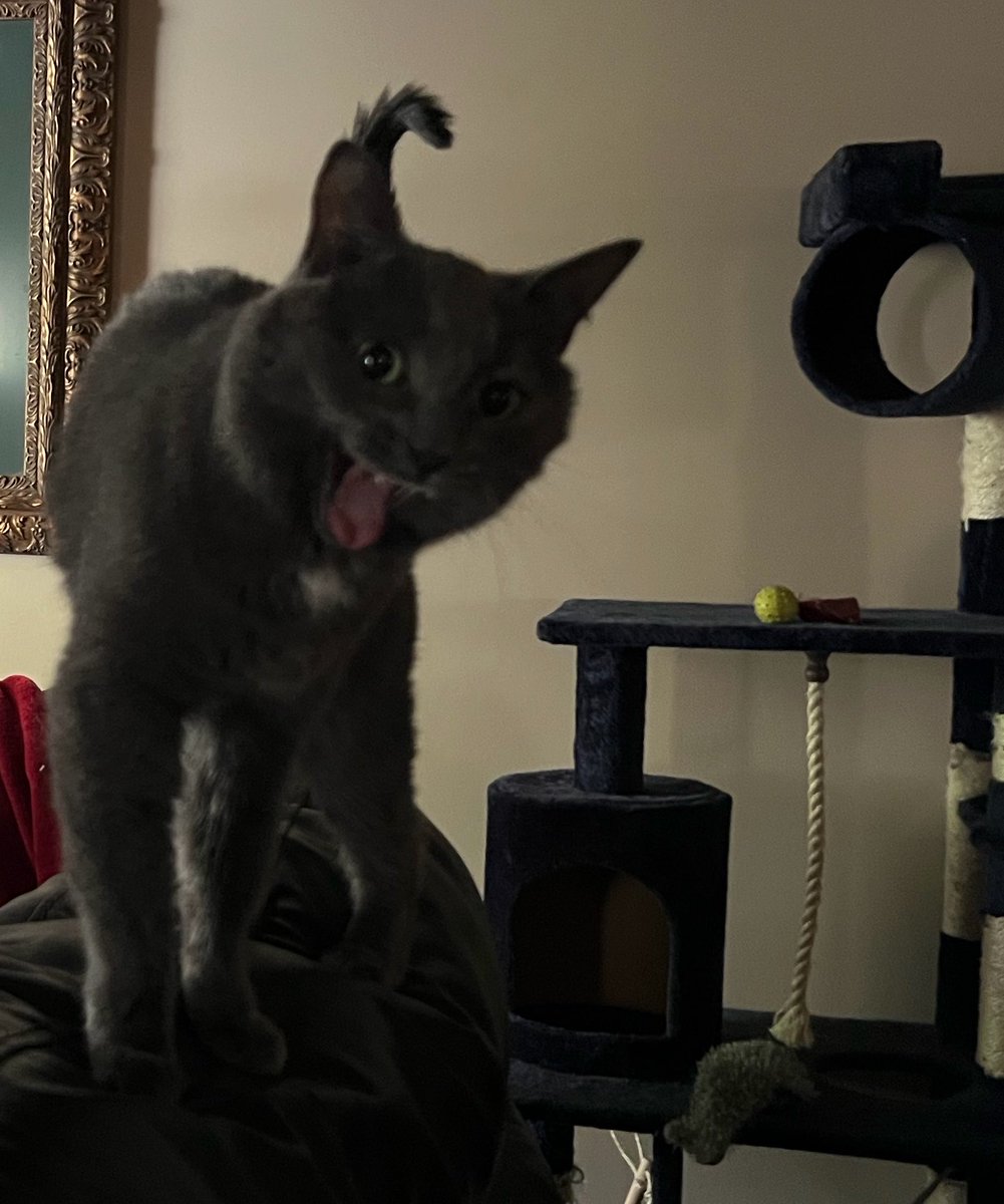 daemonoIogie's tweet photo. bloo > mr booty > bloo baby > bloobedoo > bloo skadoo u can too > scuba bloo > scuba bloo the bloo skadoo > skadoo > dang ol doo > lil doo > little doo (scottish accent) https://t.co/0DA16KuqrN