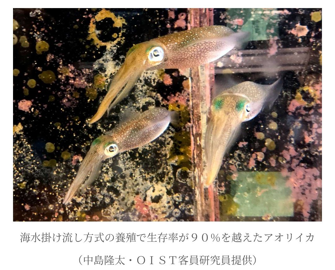 MoterSensha's tweet photo. アオリイカは沖縄で養殖やっとるんよね
ご存知の通りイカは環境に敏感で、水槽飼育するとわりとすぐ死んでしまう
で、溜め水でダメなら掛け流しでどうだで、汲み上げた海水を常に掛け流しにしてみたところ正解
誕生イカ数5万以上、世代数10世代以上
まあ有望
https://t.co/bkkVkJDPuq https://t.co/4OVf636pwI