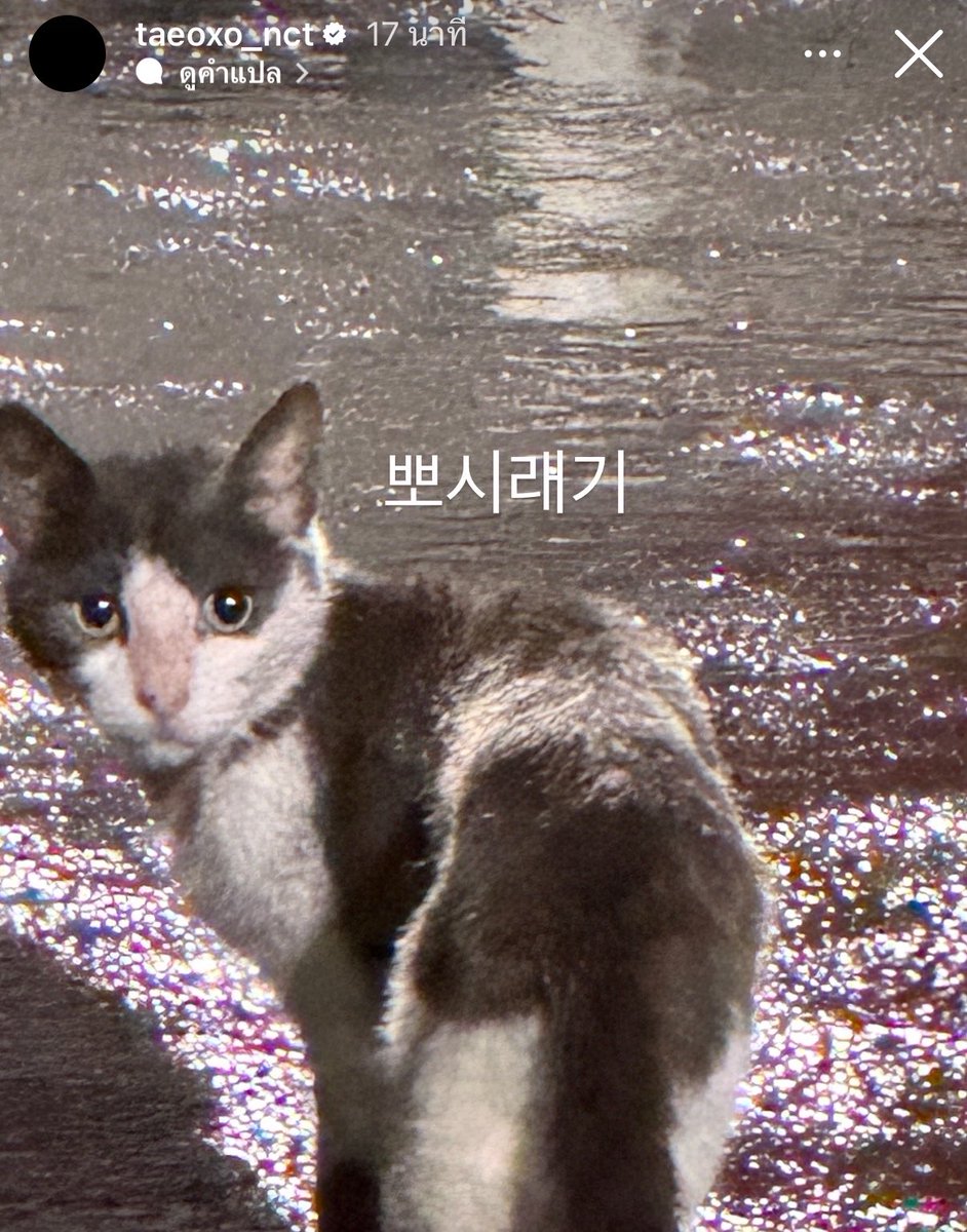 jhhuajaityeiei's tweet photo. ชีลงสตอรี่เจอน้องแมวจรบอกเจ้าจิ๋ว พี่ไม่มีอะไรจะให้เลยㅠㅠ

เห็นแล้วก็นึกถึงที่ชีเคยแอบให้อาหารแมวจรที่หอแล้วโดนแจฮยอนดุ(ดุแต่ก็ยังตามไปดู) https://t.co/BxE1KIwoeL
