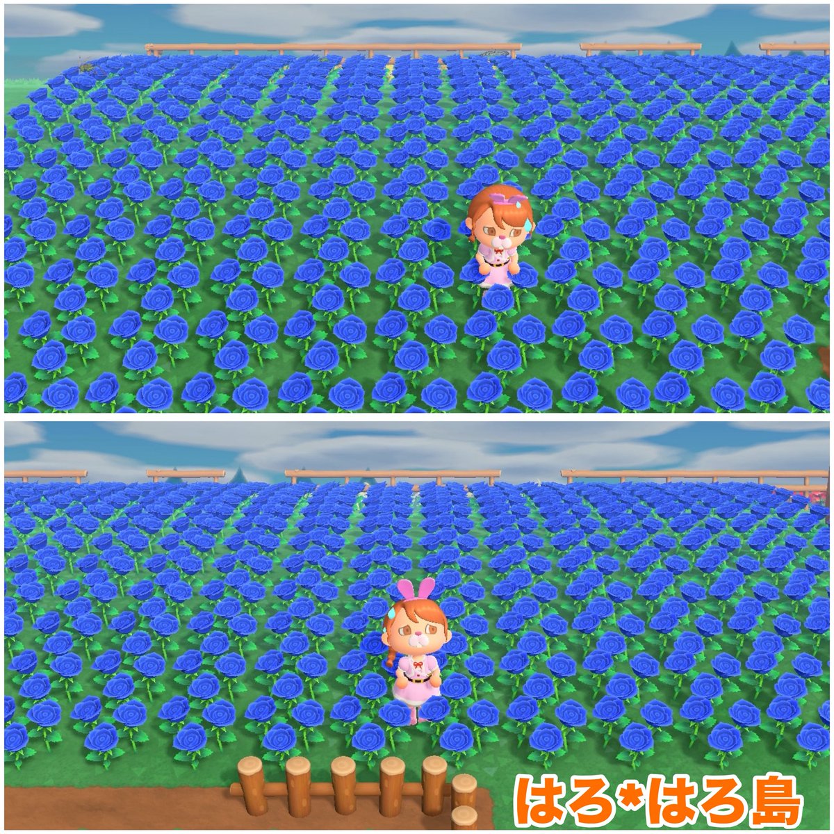 0918a3's tweet photo. 2島とも減らしては増える青薔薇＆金薔薇。ないとないで寂しいからと増えないように透明マイデザを貼らないでいるんだがもういらないんよねー、欲しい方居たりするんかな？流石にもう居ないかもな？💦🌹

#あつ森 https://t.co/l0M2RKEfF1