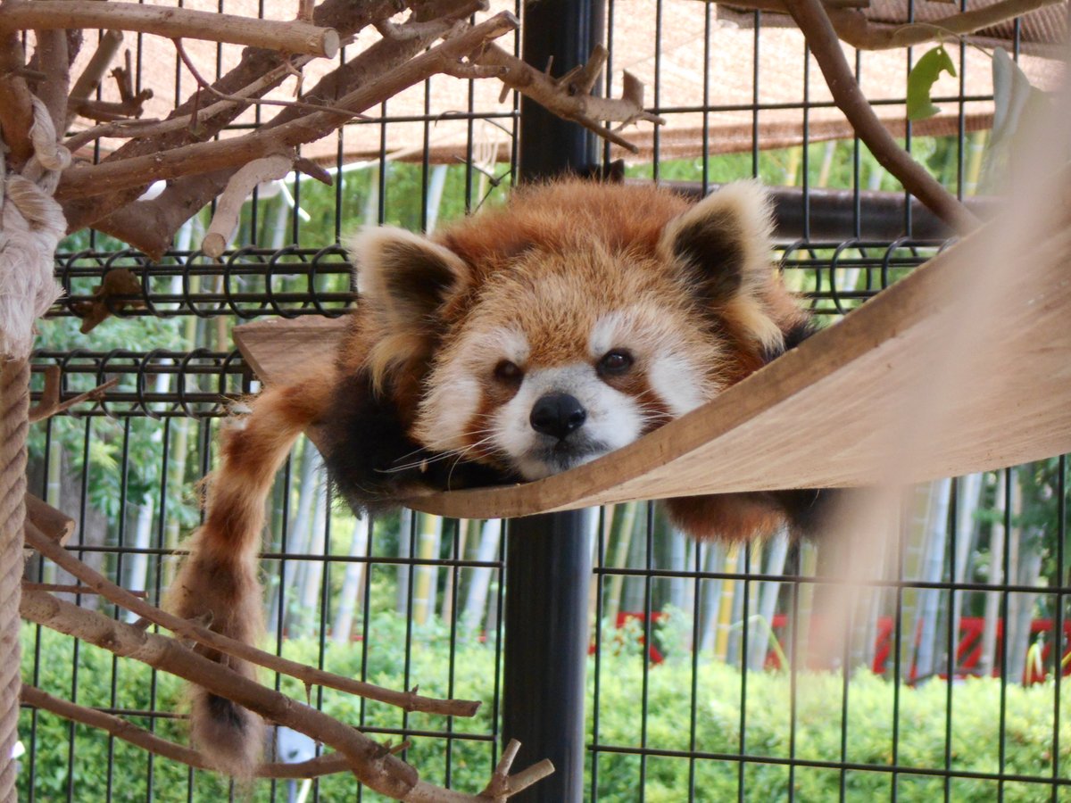 ichikawa_zoo's tweet photo. 今日、7月10日はレッサーパンダ『テル』さんのお誕生日です。
ちょっとだけぽっちゃりで動きはおっとり。よく食べ、よく寝て、
これからも元気に暮らしてほしいと思います。
#市川市動植物園
#レッサーパンダ
#テル
#Happy Birthday
#16歳
#市川ファン https://t.co/XHgXiSSamB