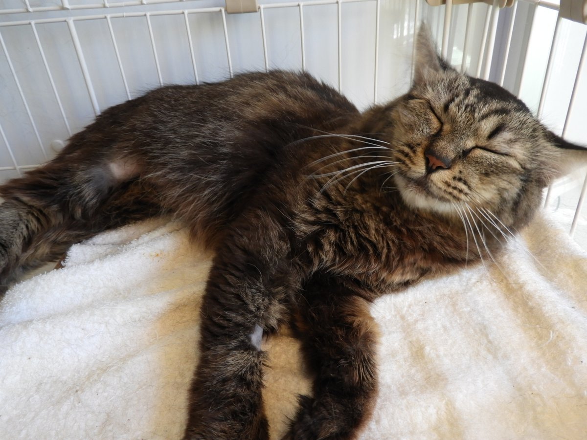 AwcAinikita's tweet photo. こんにちは！
北海道立動物愛護センターです🐈
長毛のキジトラ「はな」ちゃん。酪農学園大学のシェルターで、半年間人慣れ訓練を頑張りました。撫でると気持ちよさそうに目を細めて、寝転がってくれます。
「はな」ちゃんを家族の一員として、最期まで温かく迎えてくださる方をお待ちしております！ https://t.co/roxsHmEg3Y