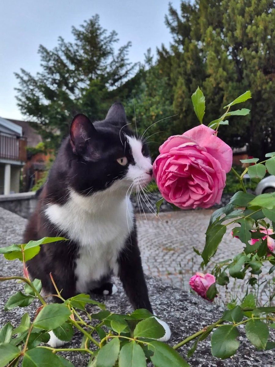 millkberrycats's tweet photo. 🌹💐 https://t.co/IGrH1ns2a4