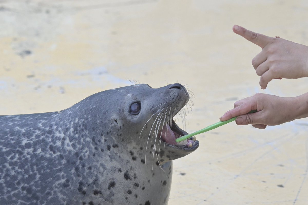 chikuwa_0412's tweet photo. 歯磨きはなまる

#東武動物公園
#はなまる
#ゴマフアザラシ https://t.co/CNu3W7EFiO