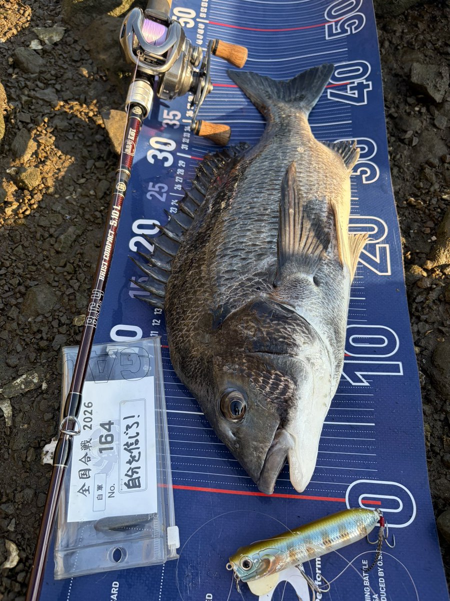 tnyn252525's tweet photo. DETA!!
クロダイ🐟×2釣れました😊
怒りというよりは食性でバイトしてきてる感じだったのでアクションをちょっと小刻みにして対応👍
#ラフトリック90F #DAIWA
#YAMATOJr_SPEC2 #OSP
#BC4510L #fishman https://t.co/nDwtv8jzO1