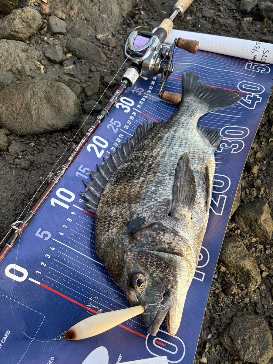 tnyn252525's tweet photo. DETA!!
クロダイ🐟×2釣れました😊
怒りというよりは食性でバイトしてきてる感じだったのでアクションをちょっと小刻みにして対応👍
#ラフトリック90F #DAIWA
#YAMATOJr_SPEC2 #OSP
#BC4510L #fishman https://t.co/nDwtv8jzO1