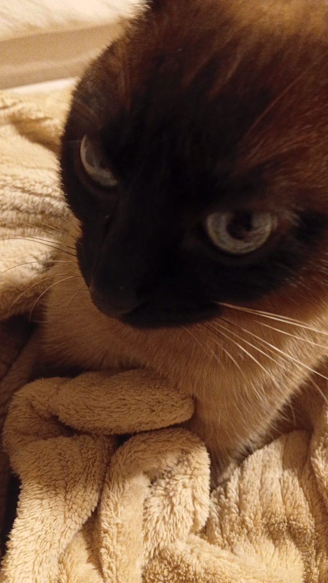 poysomnia's tweet photo. minha namorada vai arrumar uma gata mds e a chokita... what about me??... https://t.co/i9MXe8Zj4Z