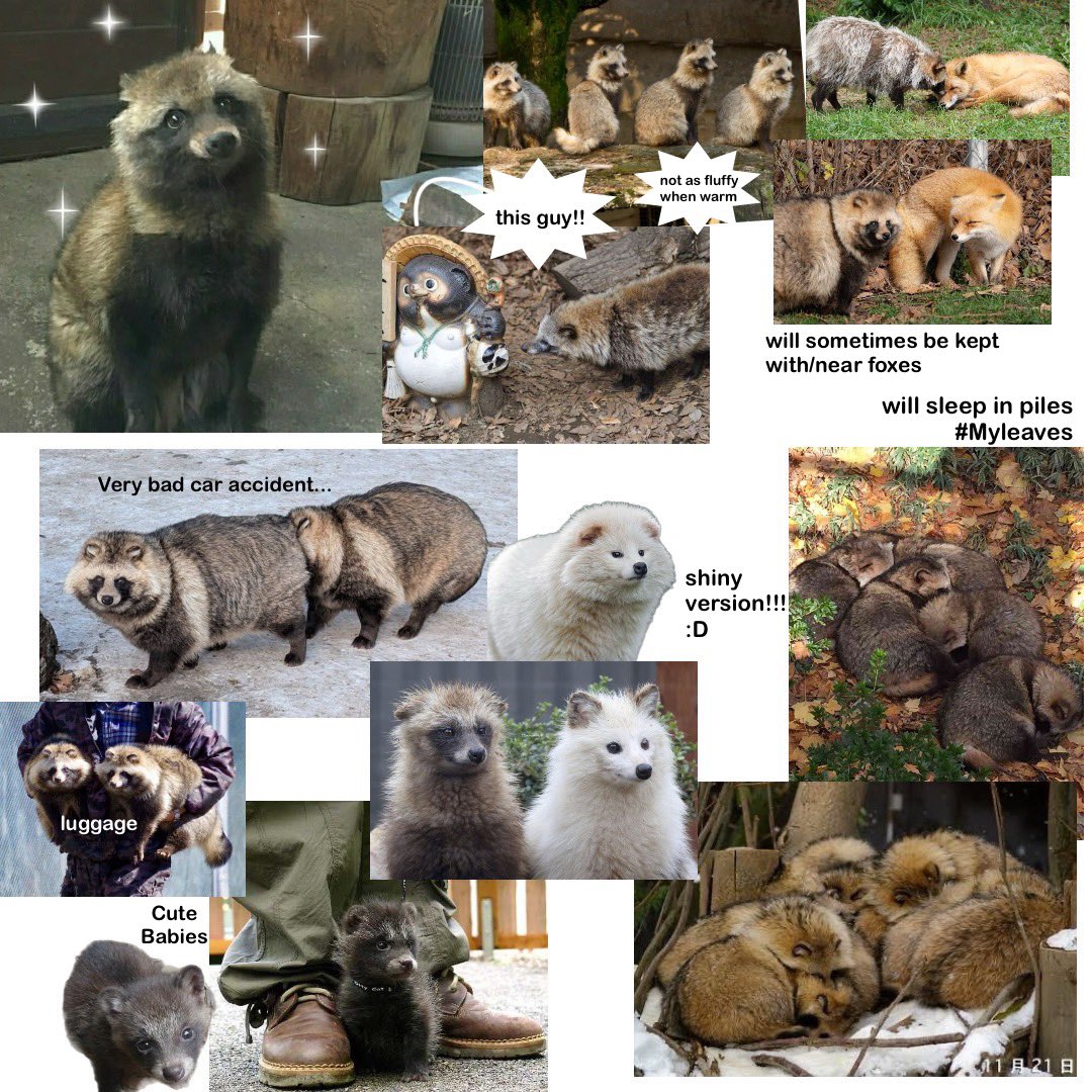 minhoautism's tweet photo. here is my tanuki propaganda https://t.co/XySSuQzhOA