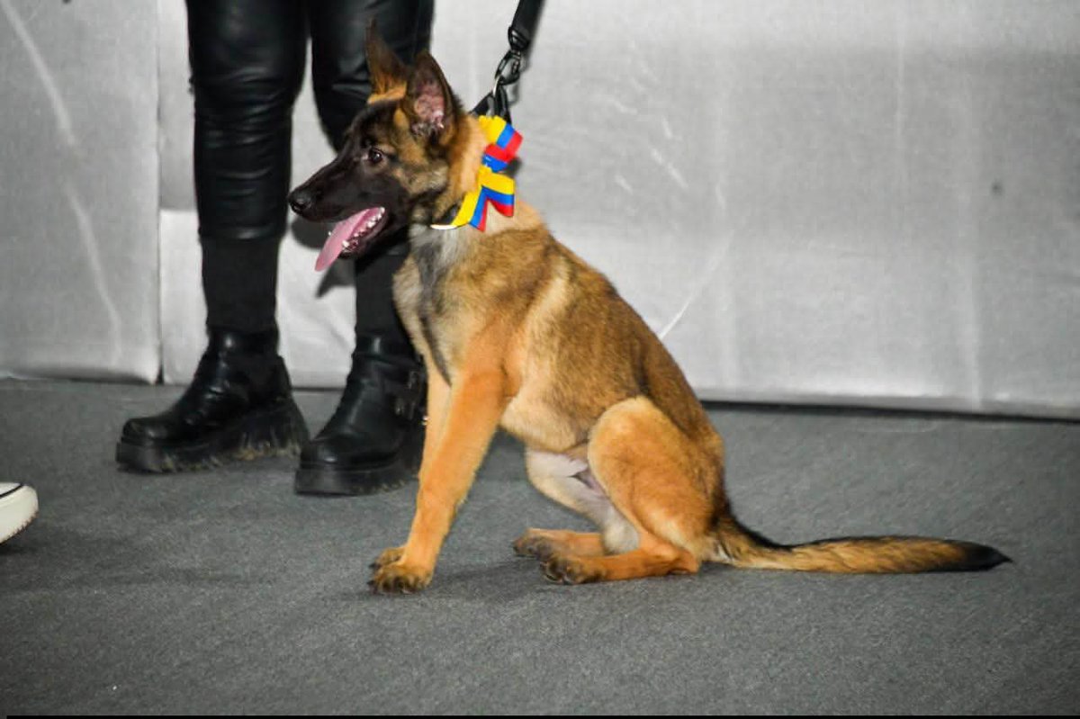 foro_militar's tweet photo. VENEZUELA donó 3 ejemplares caninos al Ejército mexicano en agradecimiento por el apoyo brindado a su país 🇻🇪🫂🇲🇽 https://t.co/qQdhpS3kJU